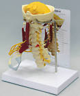 Vertebrae Cervical Anatomical Model